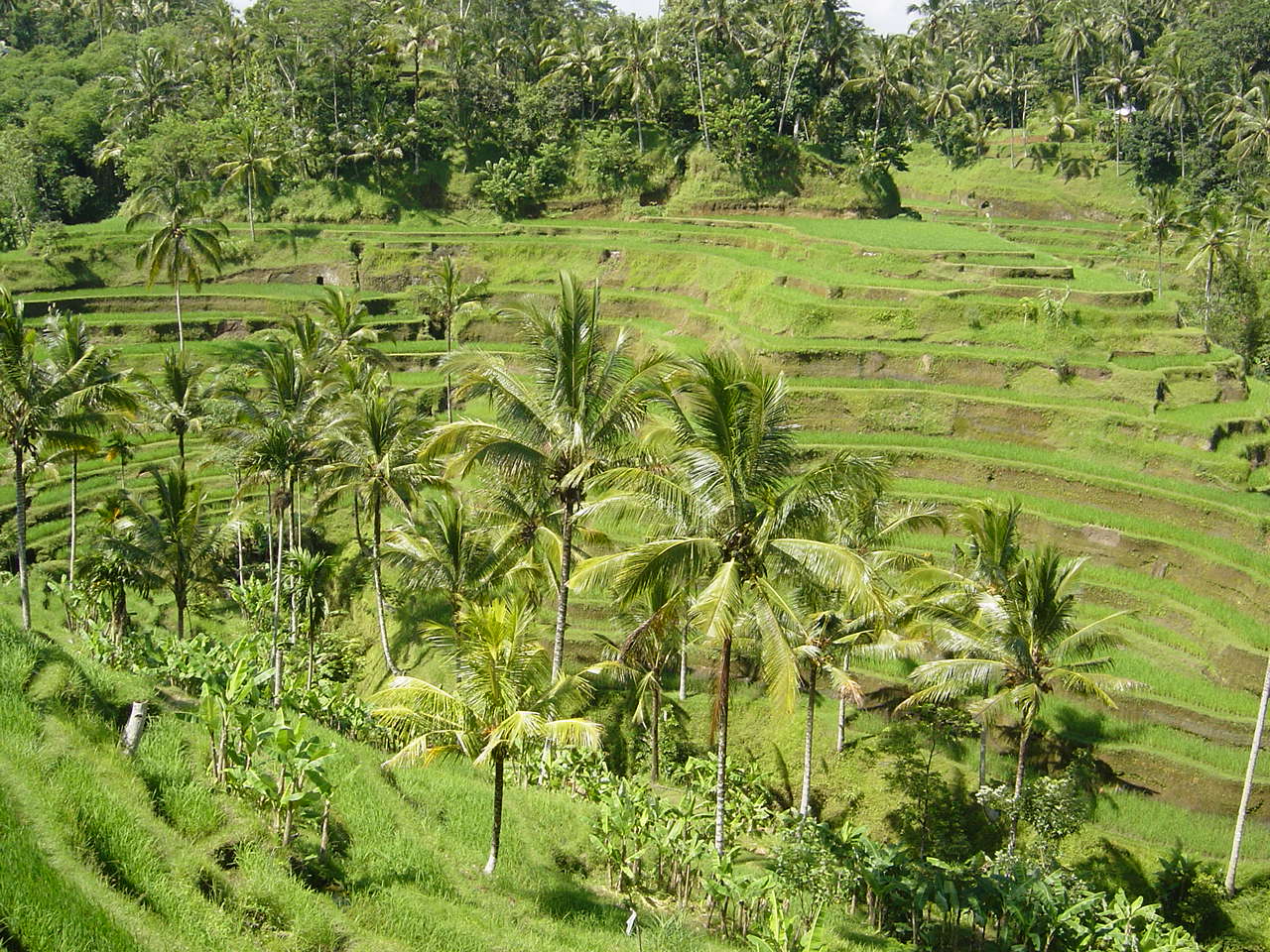 Tegallalang Rice Terraces Bali destinasi wisata sewa bus Zhafira